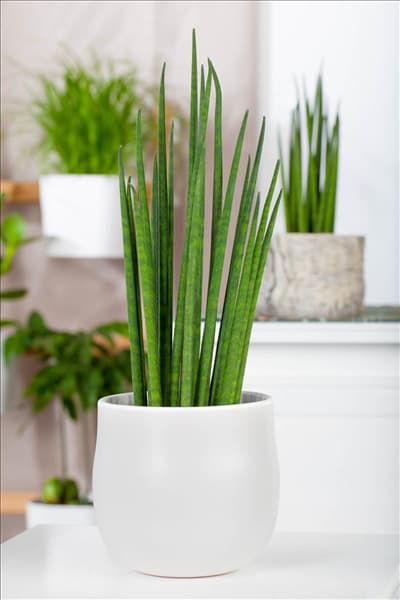 Sansevieria cylindrica 'Fernwood Mikado'