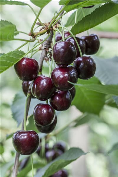 Prunus avium 'Regina'