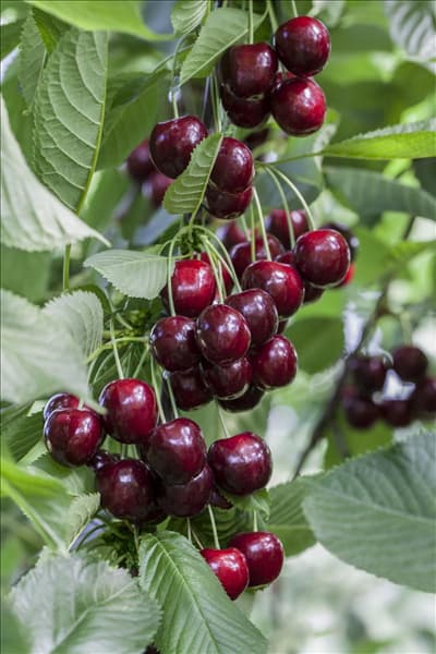 Prunus avium 'Regina'
