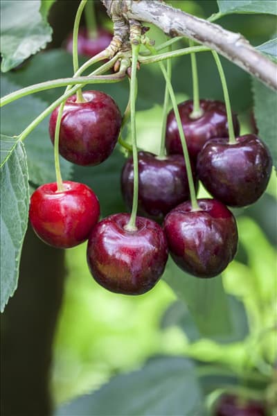 Prunus avium 'Regina'