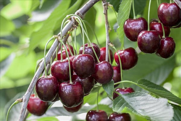 Prunus avium 'Regina'
