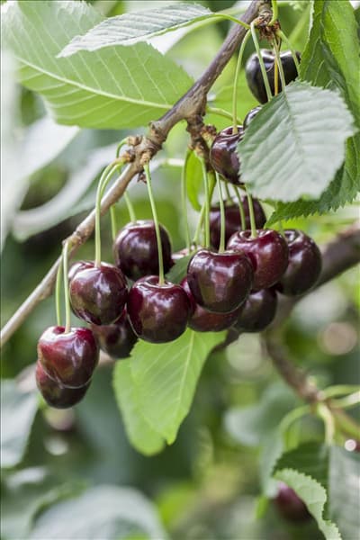 Prunus avium 'Regina'