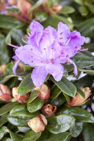 Rhododendron impeditum 'Blue Tit'