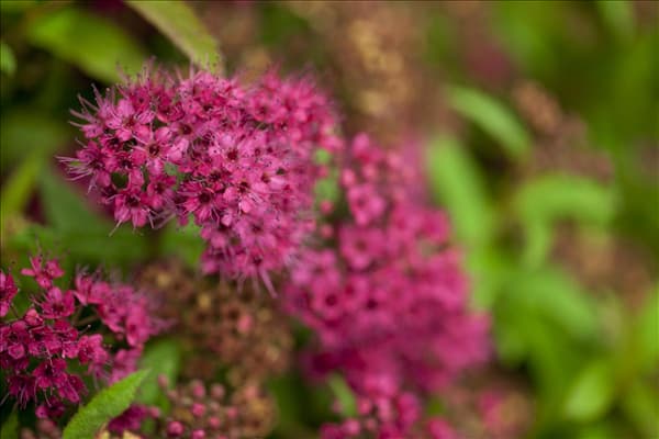 Spiraea japonica 'Anthony Waterer'