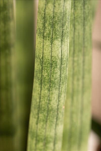 Sansevieria cylindrica 'Spaghetti'