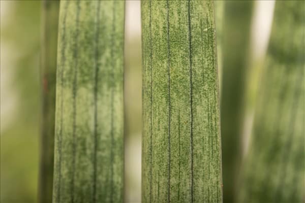 Sansevieria cylindrica 'Spaghetti'