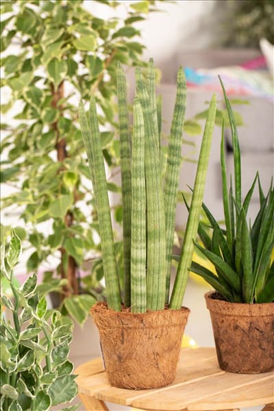 Sansevieria cylindrica 'Spaghetti'