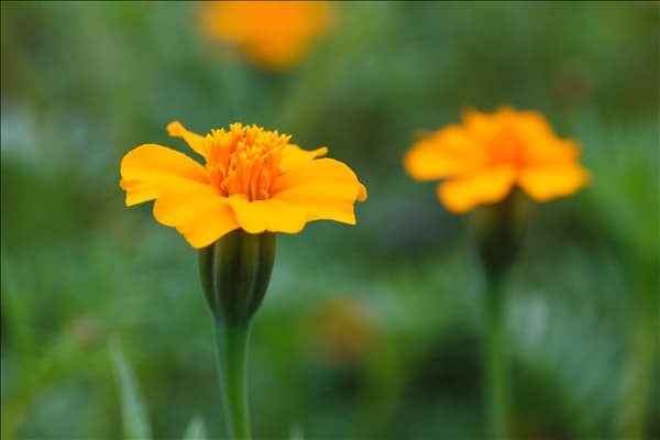 Tagetes patula 'Single Gold'