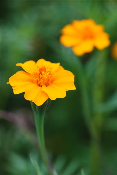 Tagetes patula 'Single Gold'