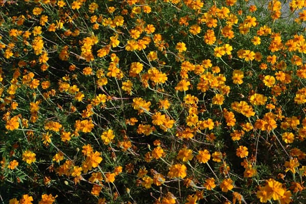 Tagetes patula 'Single Gold'