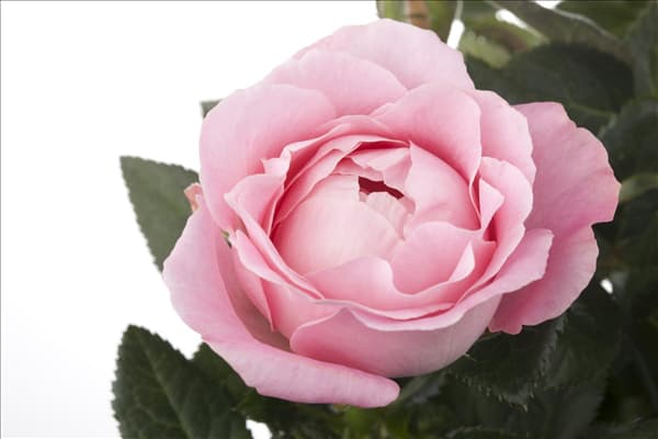Rosa 'Infinity'