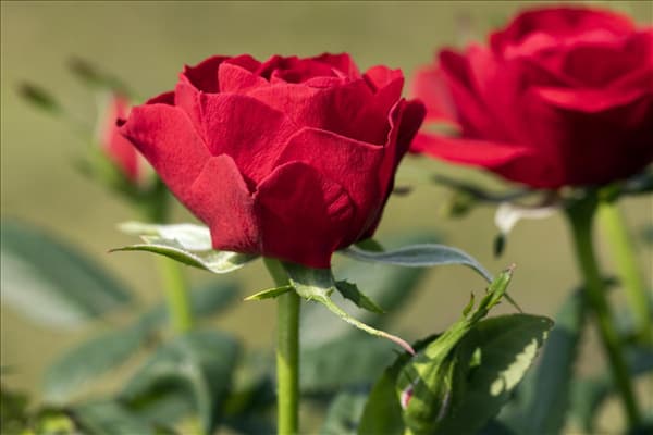 Rosa 'Infinity'