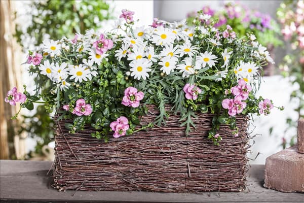 Leucanthemum vulgare