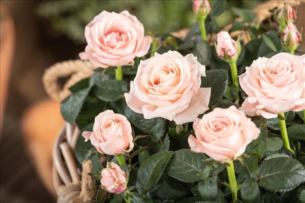 Rosa 'Infinity'