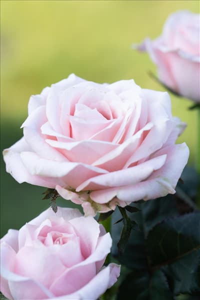Rosa 'Infinity'