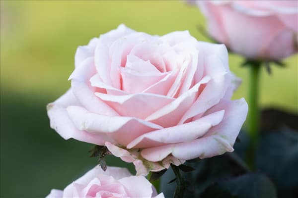Rosa 'Infinity'