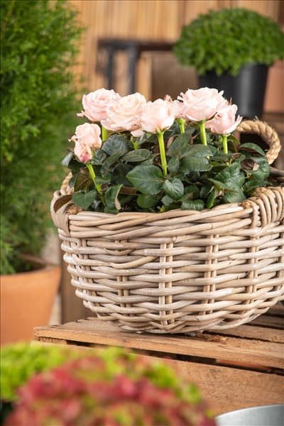Rosa 'Infinity'