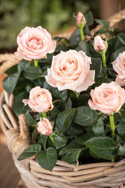 Rosa 'Infinity'
