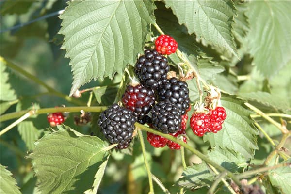 Rubus fruticosus 'Navaho'®