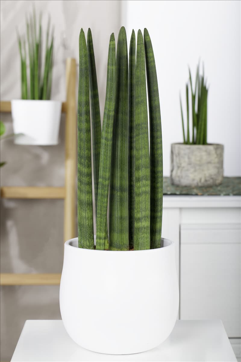 Sansevieria cylindrica 'Straight'
