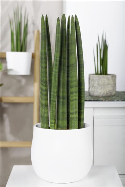 Sansevieria cylindrica 'Straight'