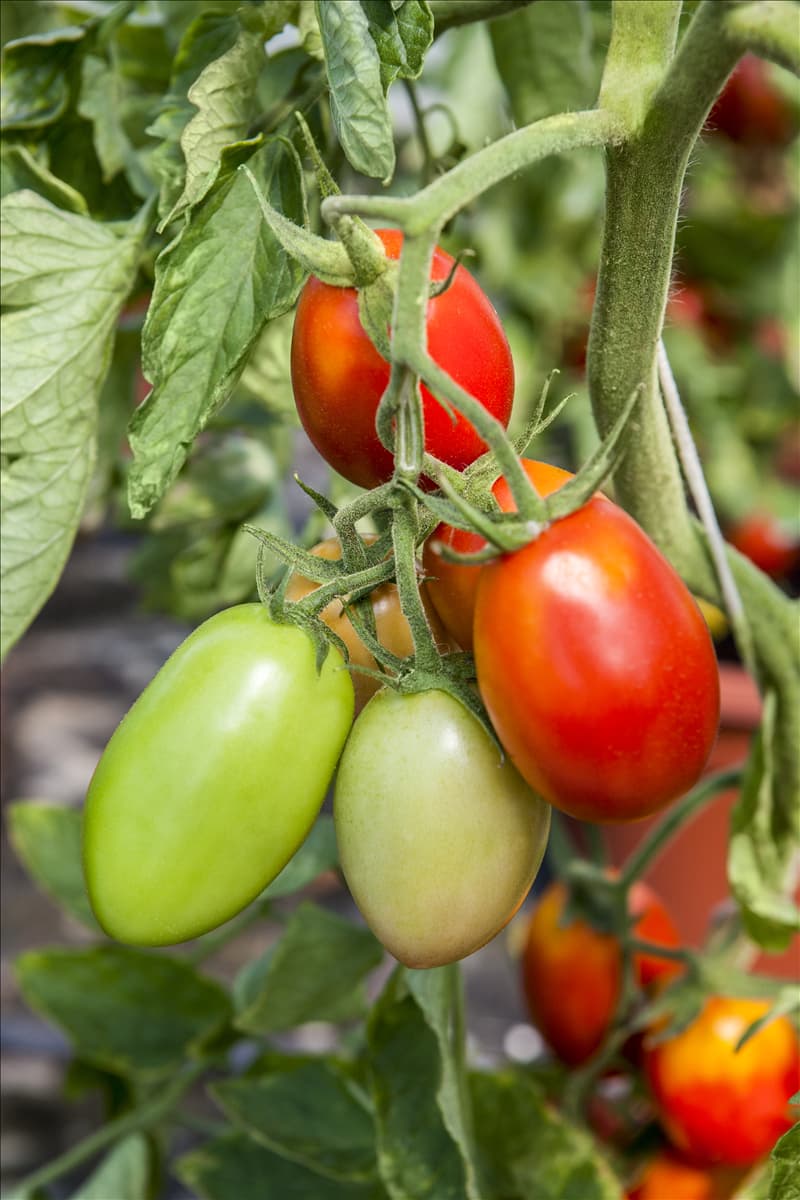Solanum lycopersicum
