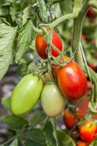 Solanum lycopersicum