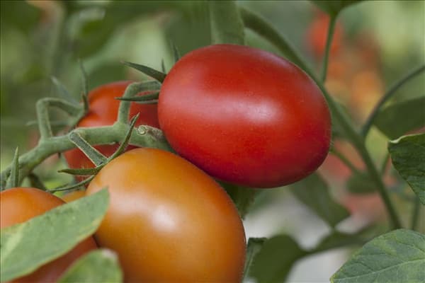 Solanum lycopersicum