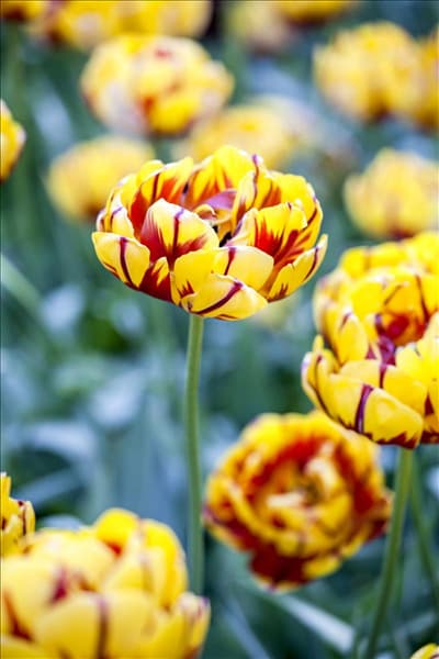 Tulipa 'Golden Nizza'