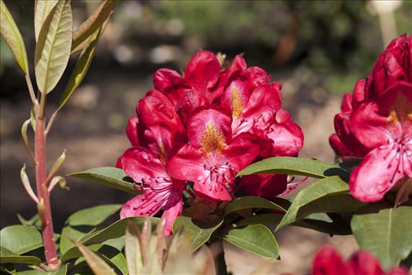 Rhododendron 'Junifeuer'