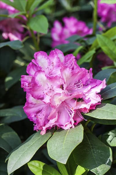 Rhododendron 'Junifeuer'