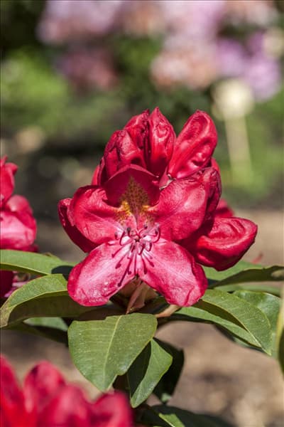 Rhododendron 'Junifeuer'