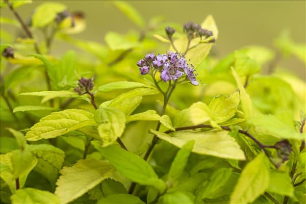 Spiraea japonica 'Sparkling Champagne'