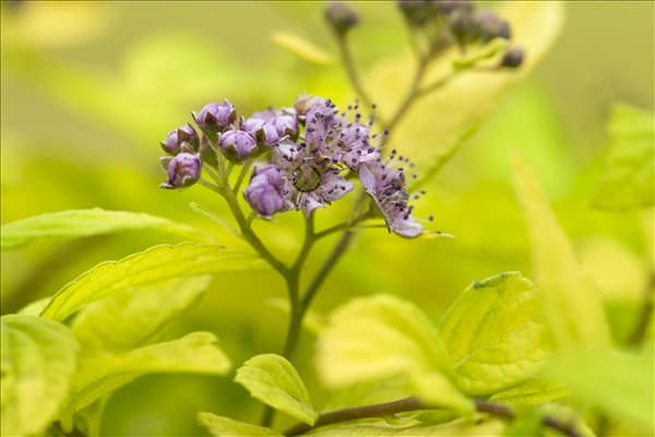 Spiraea japonica