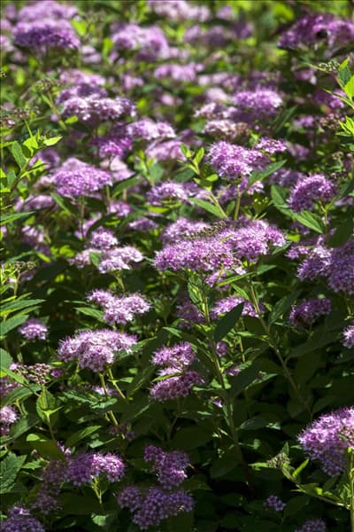 Spiraea japonica