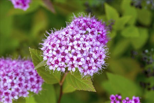 Spiraea japonica 'Golden Princess'