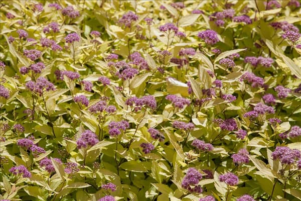 Spiraea japonica 'Golden Princess'