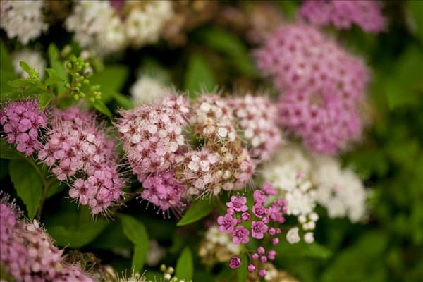 Spiraea japonica