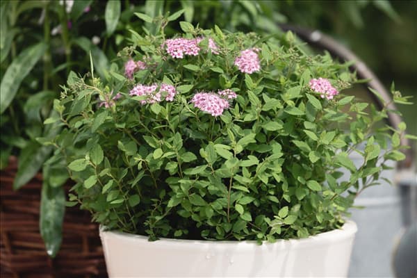 Spiraea japonica