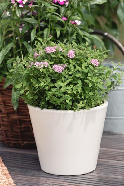 Spiraea japonica