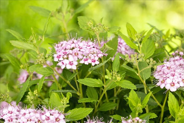 Spiraea japonica