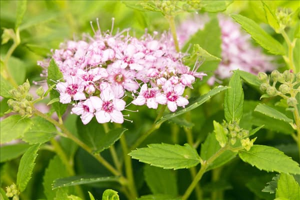 Spiraea japonica