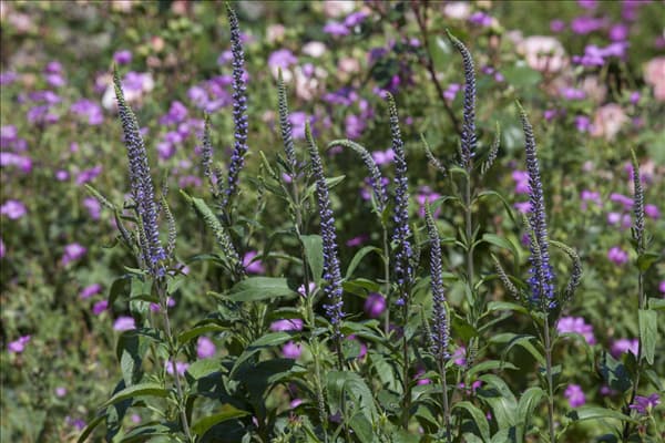 Veronica spicata