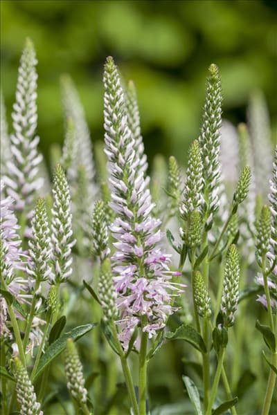 Veronica spicata 'Inspire Light Pink'®