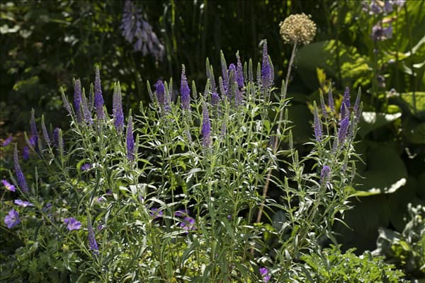 Veronica spicata