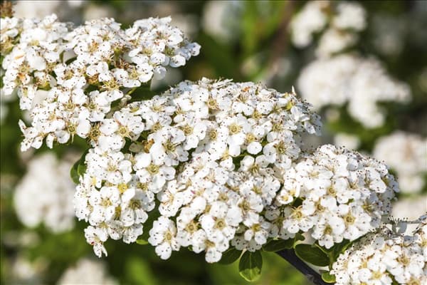 Spiraea nipponica 'Snowmound'