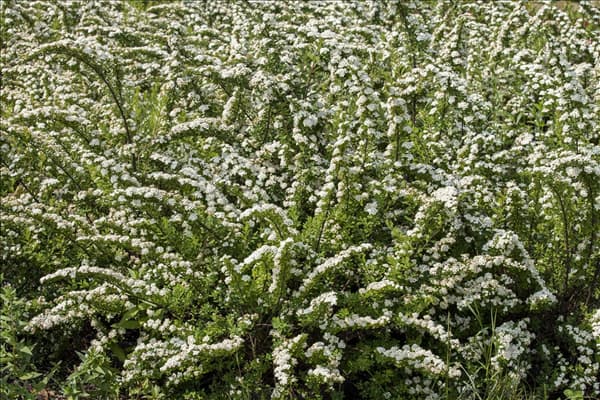 Spiraea nipponica 'Snowmound'