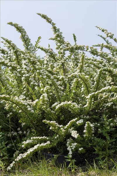 Spiraea nipponica 'Snowmound'