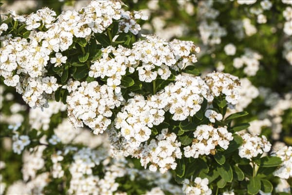 Spiraea nipponica 'Snowmound'