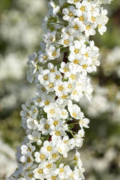 Spiraea x cinerea 'Grefsheim'